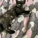 Котята 3
