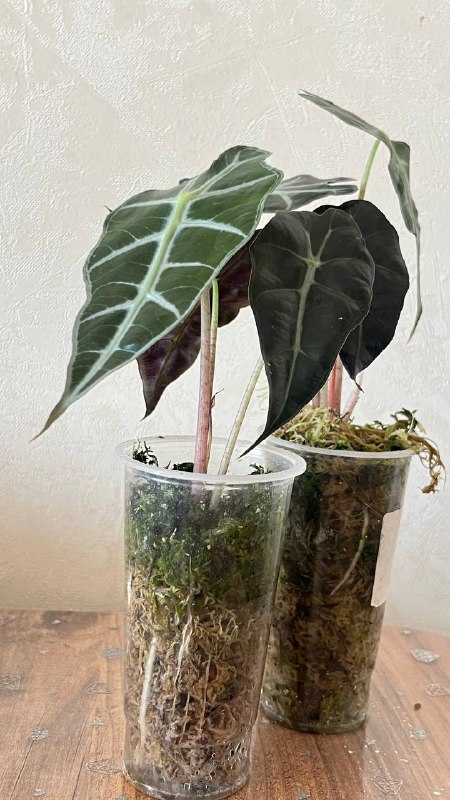 Алоказия Поли, 2 шт. 2