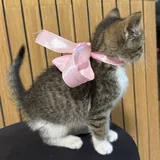 Котенок 3