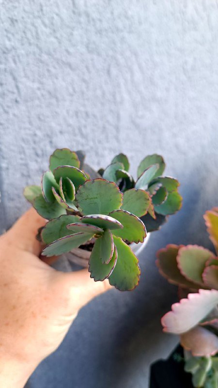 Крассула Голлум, Граптоседум, Каланхоэ и другие растения 4