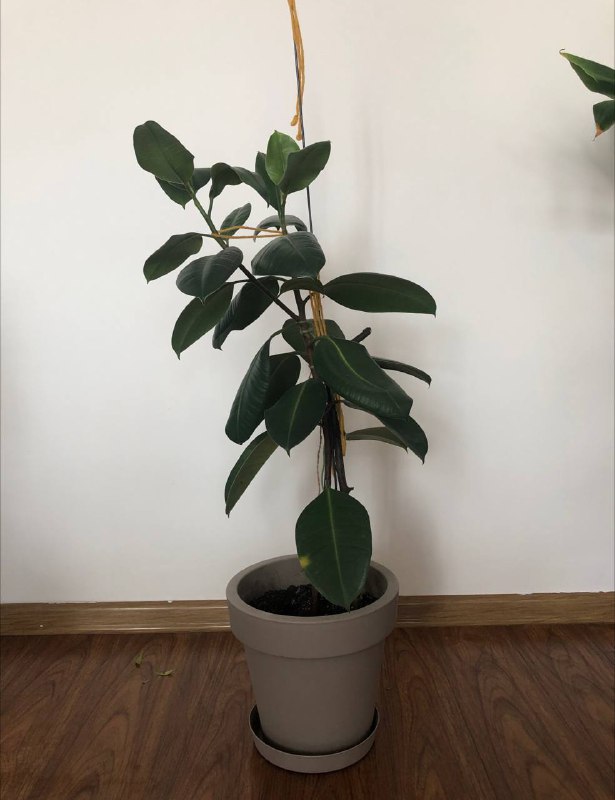 имбирь, фикус, лимон, мандарины, паслен комнатный 2