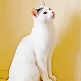Кот Марлон 4
