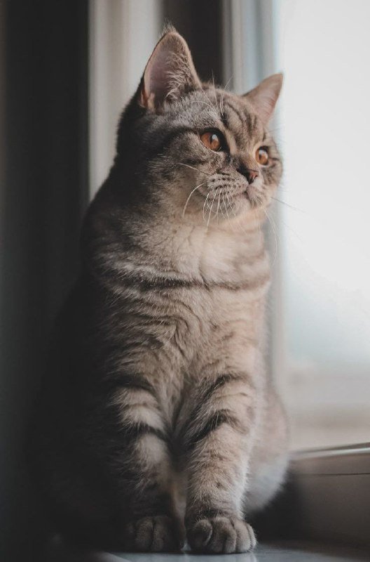 Профессиональная зоогостиница, передержка питомцев, выгул собак, пэтситтер 2