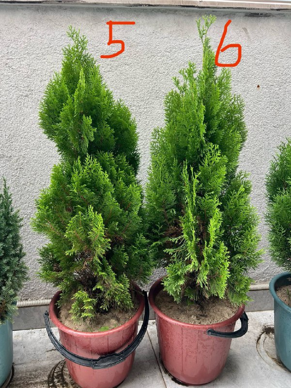 Туи западная Smaragd, можжевельник в горшках 3