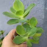 Суккуленты, каланхоэ, крассула, седум 8