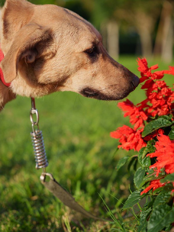 Собака Кали ищет дом 4