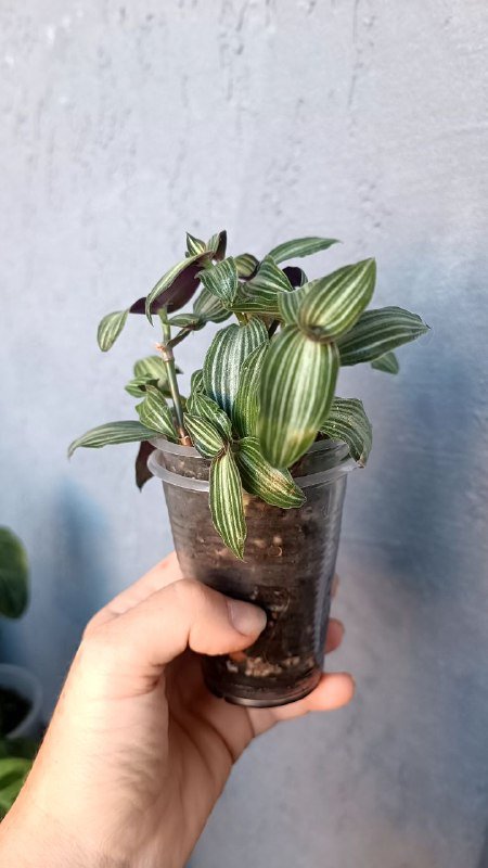 Ирезине малиновый, Традесканция Элеганс растения цветы 4