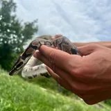 Royal python 6