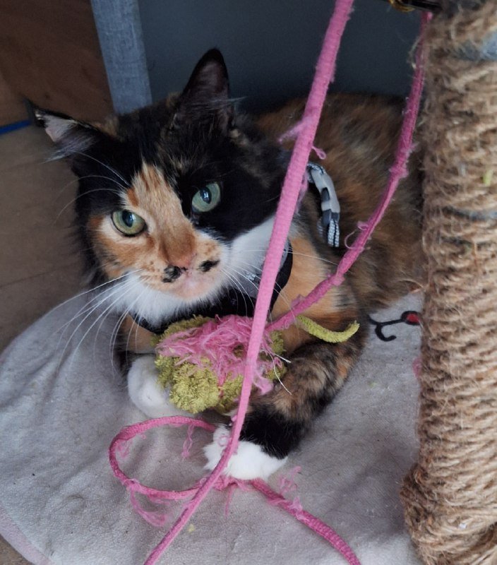 Трёхцветная кошка Юми ищет дом 3