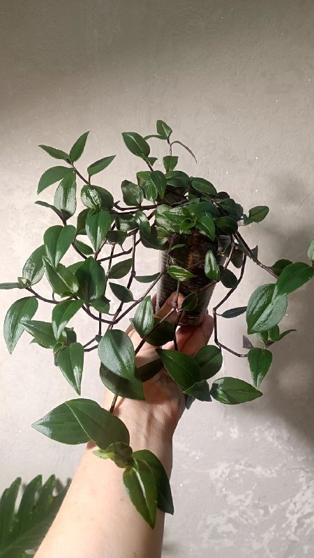 Монстера Манки, Традесканция Грин Хилл 2