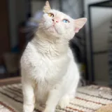 Кошка Луми 5