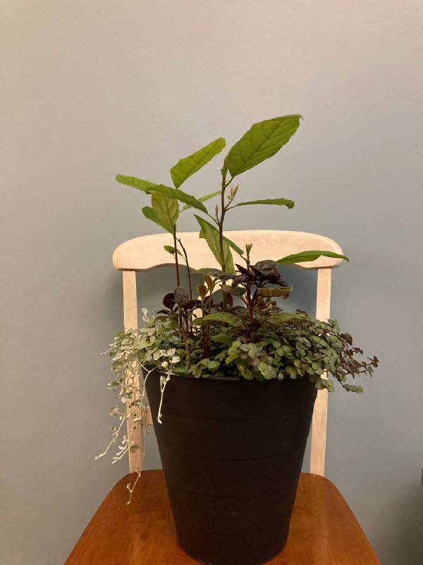 Композиция из авокадо, дихондры, базилика и каллизии 4