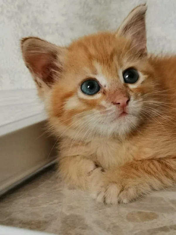 Котёнок-мальчик в добрые руки 1