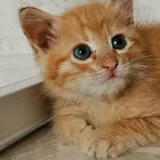 Котёнок-мальчик в добрые руки 1