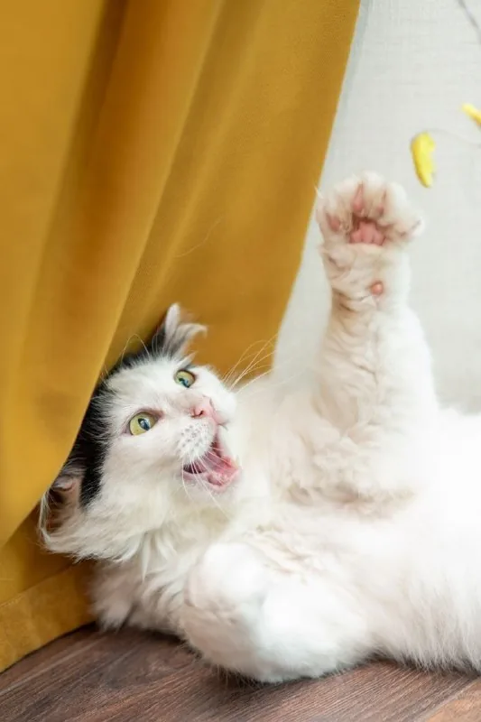 Кошка 1