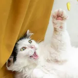 Кошка 1