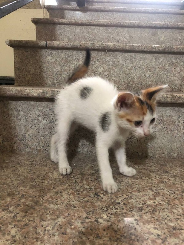 Котенок ищет дом или передержку 2