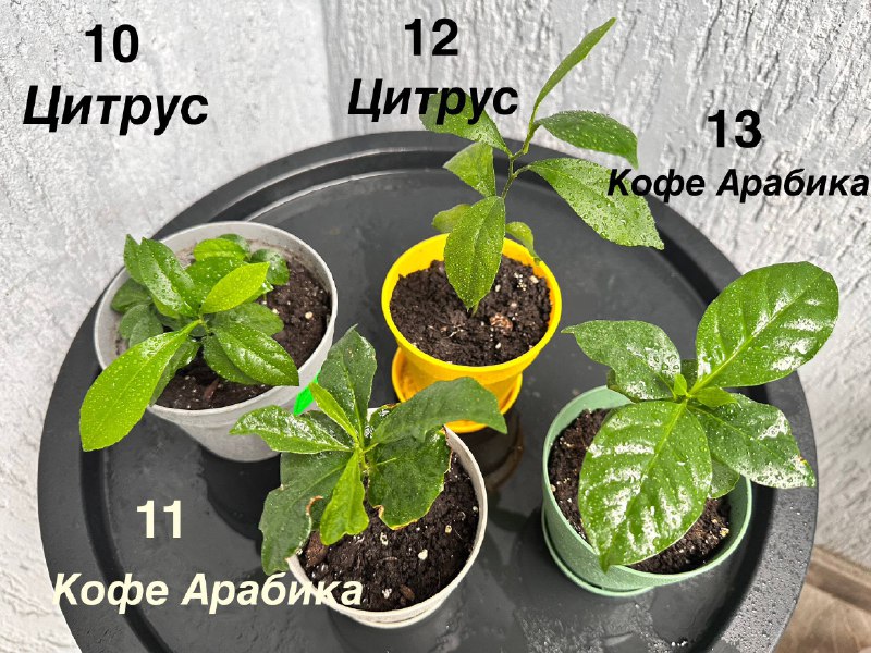 Комнатные растения традесканция зебрина кофе арабика цитрусы авокадо пуансеттия азалия мини-хризантемы