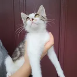 Котенок Космо 7
