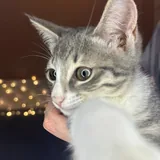 Кошечка 1