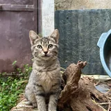 კნუტი ჟორიკი, 3 თვის 2
