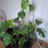 Монстеры, суккуленты, перец, строманта, сингониум, хлорофитум, традесканция, леечка 1