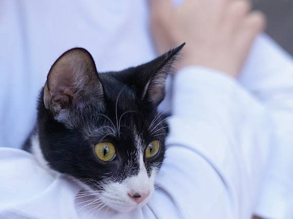 Котенок Вишенка для принятия в семью 6