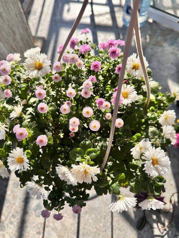 Комнатные растения: традесканция, кофе арабика, цитрусы, авокадо, цикламены, пуансеттия, азалия, хризантемы, мушмула 4