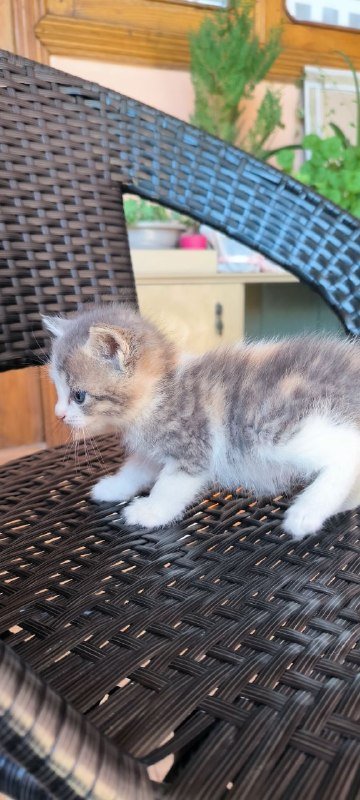 Трехцветные котята и полосатый котёнок 4