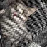 Котик 2