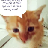 Котёнок-мальчик в добрые руки 3