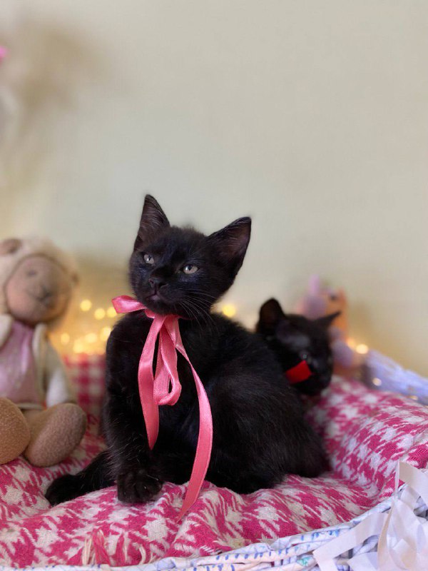 Маленькие черные котята 2 месяца 7