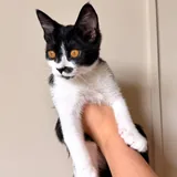 Кошка Звёздочка 3