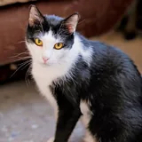 Доминик, черно-белый кот 2
