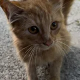 Ласковый котёнок мальчик ищет семью 2