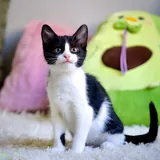 Котенок, девочка 3