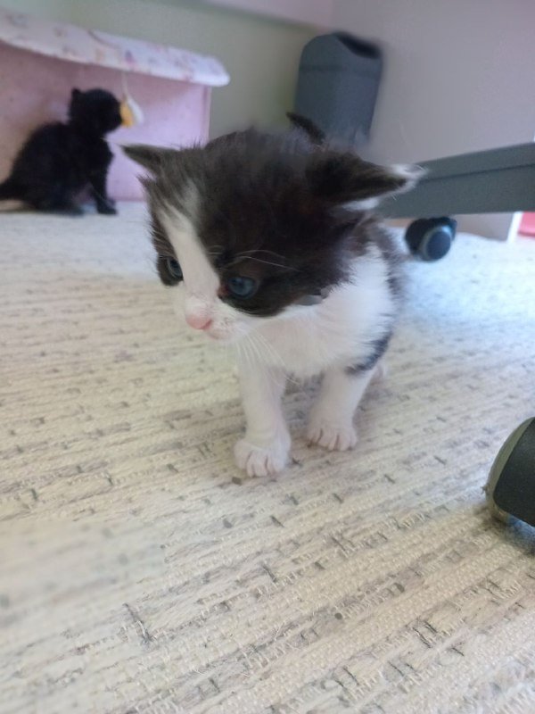 Котята 4