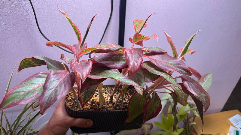 Аглаонема, Сингониум, Филодендрон, Рафидофора, Фикус вариегатный, Драцена большая