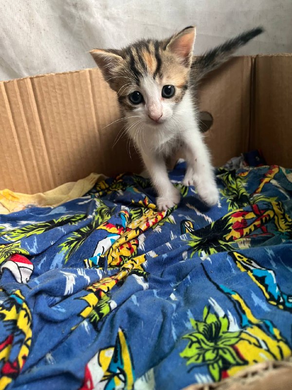 Две девочки котята ищут дом