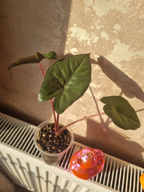 Алоказия Юкатан Принцесс, цветочные горшки пластиковые