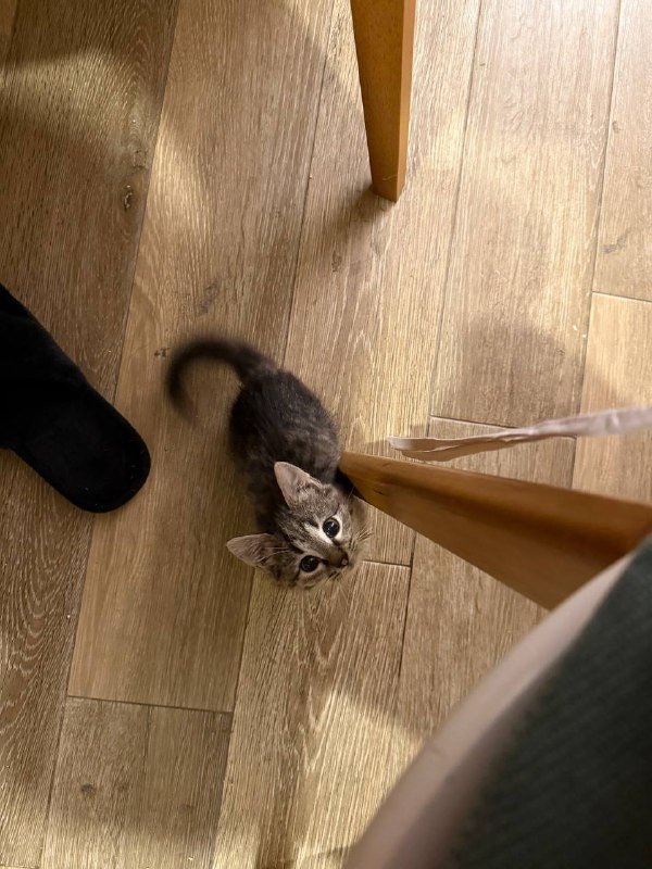 Котенок девочка 1.5 месяца, приучена к лотку