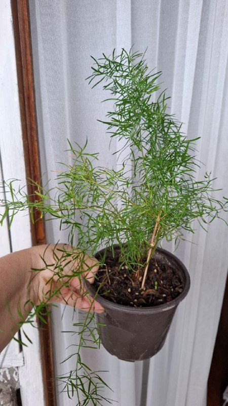 Строманты, Хлорофитум, Отросток монстеры, Молочай эуфорбия, Кампелия 9