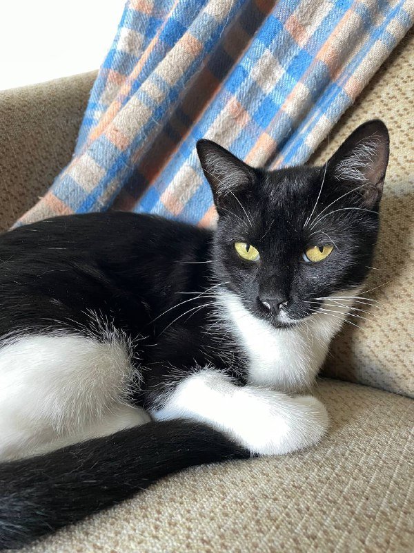 Маленькая кошка для дома 4