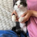 Котёнок Коля 2