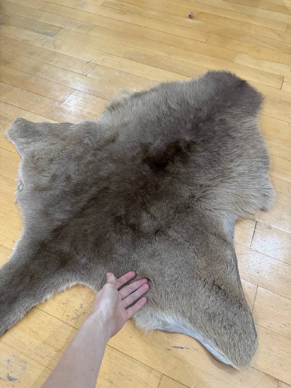 Шкурки кенгуру, 2 штуки