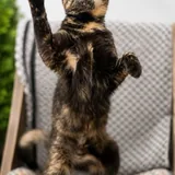 Кошка Крапинка 3