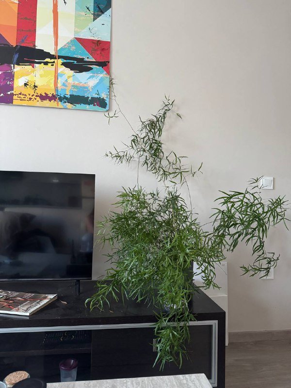 Аспарагус перистый большое комнатное растение