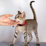 Белла, кошечка 3 месяца 4