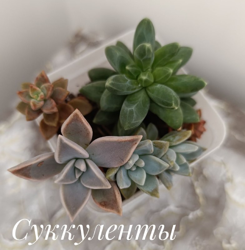 Суккуленты, Красула, Пеларгония, Декабрист, Традесканция 8