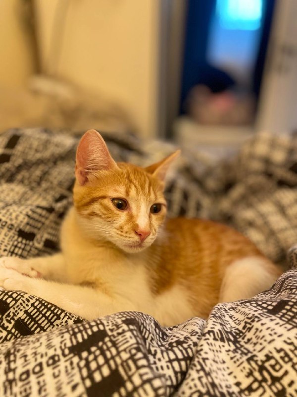 Рыженький котёнок девочка Пенни 4